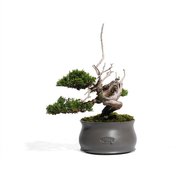真柏 -半懸崖- (推定樹齢20年) 詳細画像
